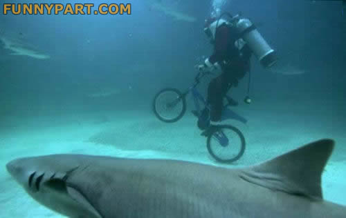 funny images of bikes. Bikes And Sharks Funny Picture