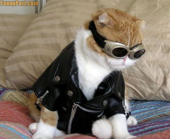 cool cat pictures