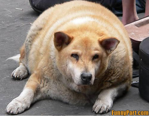 funny part. Fat Lazy Dog Funny Picture