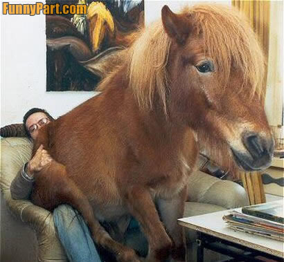 funny horse. Horse Sits On Man Funny