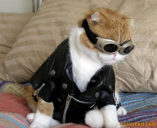 FunnyPart-com-i_m_just_a_cool_cat.jpg