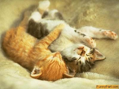 funny kittens. Love Kittens Funny Picture