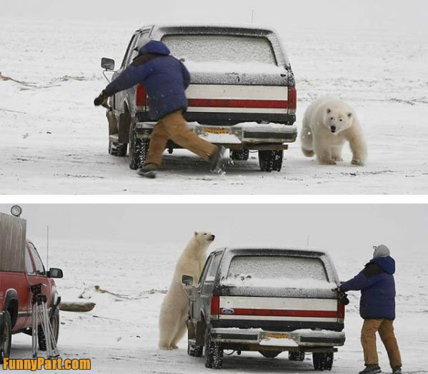 games funny. Polar Bear Games Funny Picture