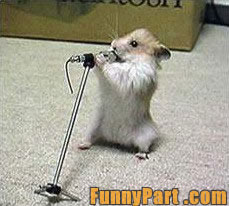 singing hamster photograph
